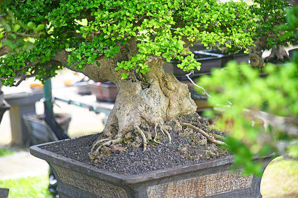 istock Bonsai tree in details and close up 2251933288