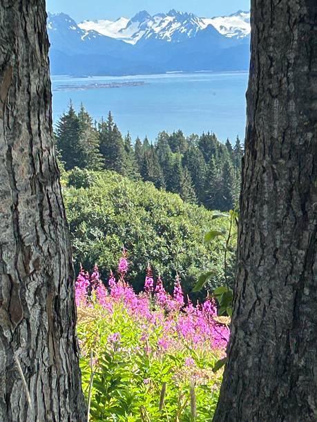 istock View of Homer Spit Between Trees 2251935381
