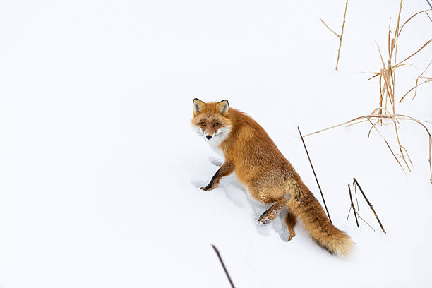A red fox in Hokkaido stops to look towards the camera on a steep section of snow.