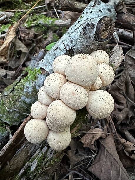 istock Common Puffball Mushroom Growing in the Forest 2251939045