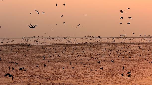 istock Sunset Glow Swan Bay 2251940098