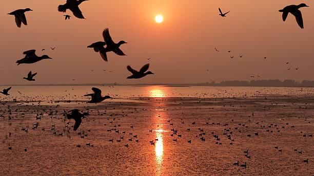 istock Sunset Glow Swan Bay 2251940099