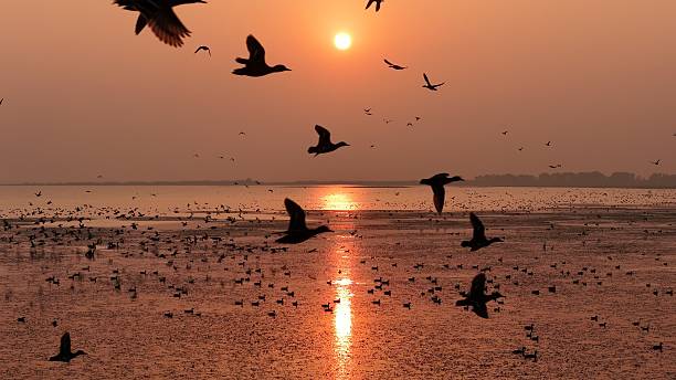 istock Sunset Glow Swan Bay 2251940109