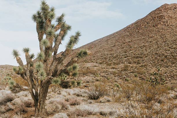 Yucca joshua tree amongst desert scene.