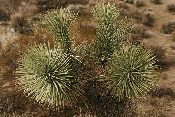 Yucca joshua tree amongst desert scene.