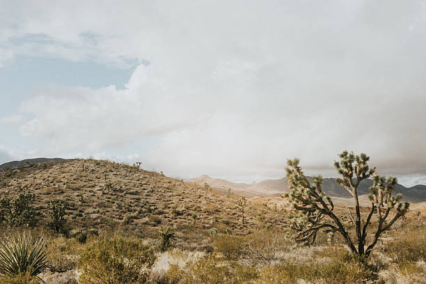 Yucca joshua tree amongst desert scene.
