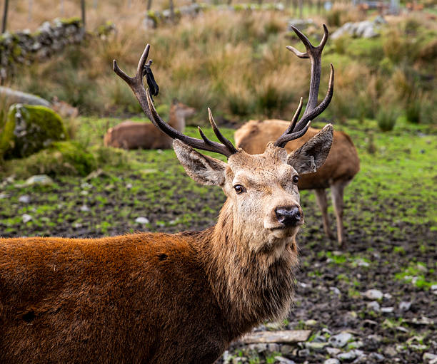 Red Deer in Galloway Forest park,Scotland . During Autumn