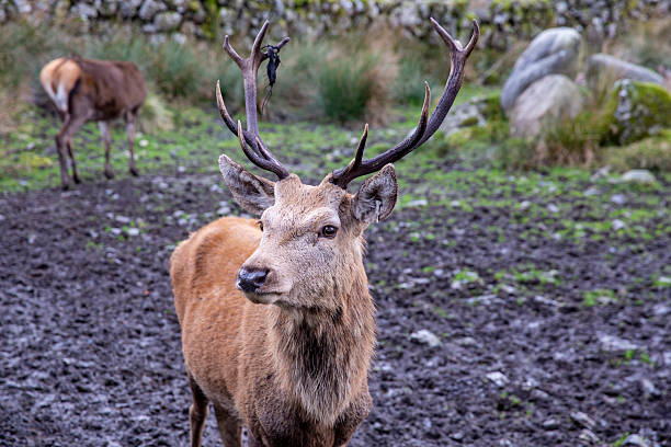 Stag sitting in field