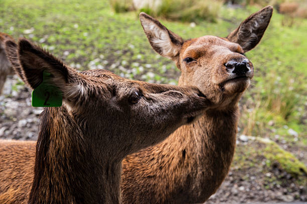 Red Deer in Galloway Forest park,Scotland . During Autumn