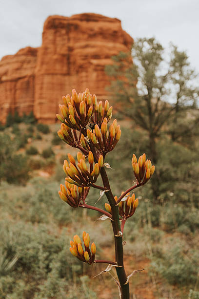 Red rocks of Sedona tower behind a lush orange blooming century plant.