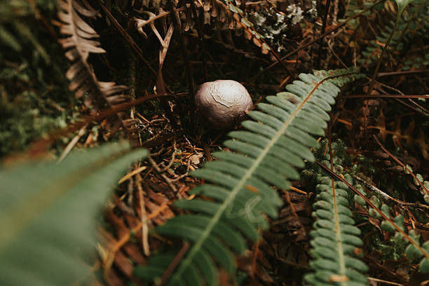 Amongst the ferns in the forest floor, a white mushroom appears.