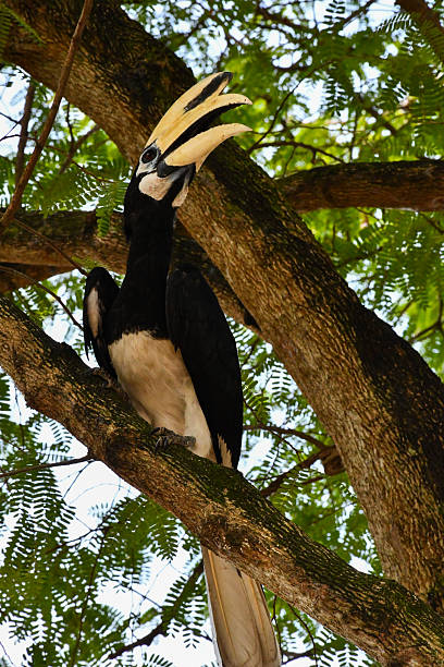 istock Oriental Pied Hornbill (Anthracocerosalbirostris) perched on a tree 2251947296