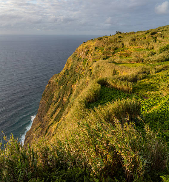 Steep coastal cliffs descend toward the Atlantic Ocean on Madeira Island, partially veiled by low clouds and mist. The rugged volcanic landscape and layered coastline create a moody yet natural seascape characteristic of the island’s dramatic geography.