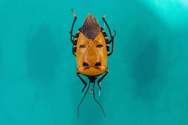 Small stink bug in grass weeds