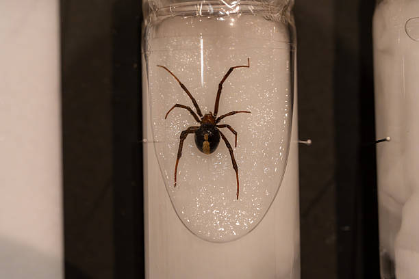 istock Specimen photo of the dangerous redback spider 2251952021