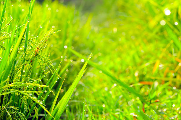 Morning Dew on Vibrant Green Grass