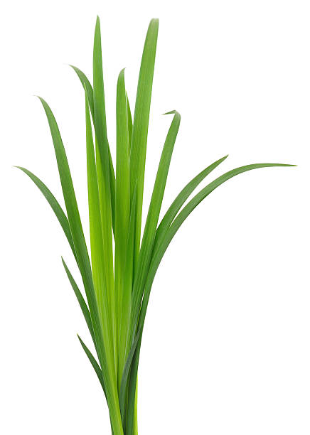 istock Bundle of fresh green iris leaves isolated on white 2251954835