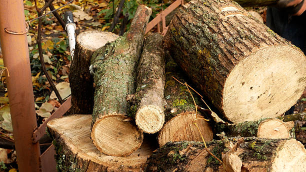 istock Men's hands stack freshly cut logs of trees into a pile. 2251955054