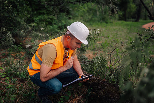 istock Forest engineer inspecting damaged tree after storm with clipboard and pen 2251955858