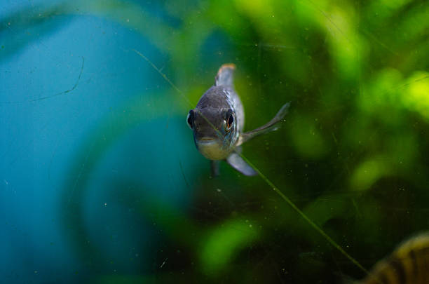 istock A small greyish fish swimming head-on in an aquarium, framed by a blurred background 2251957041