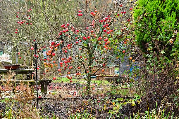 Red apples on tree and ground in lush, seasonal garden with greenery