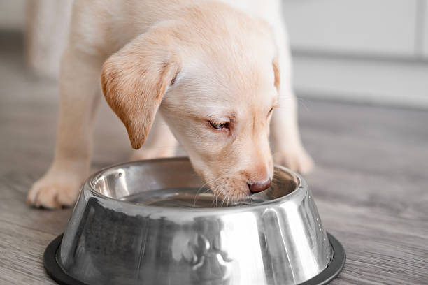 istock A cute Labrador puppy drinks water from a bowl 2251958164