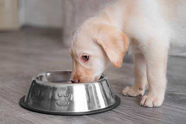 istock A cute Labrador puppy drinks water from a bowl 2251958166
