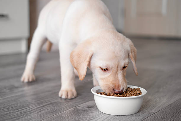 istock A cute Labrador puppy eats food from a bowl 2251959078