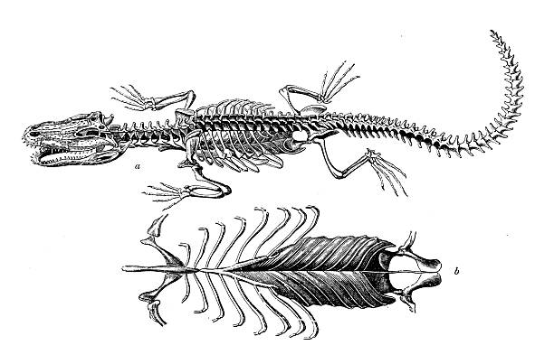 istock Skeleton and Sternum, Pike nosed Caiman or Alligator 2251962172