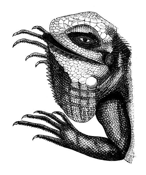 Antique zoology animal illustration: Iguana