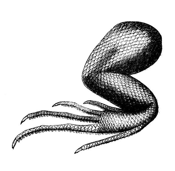Antique zoology animal illustration: Iguana limb