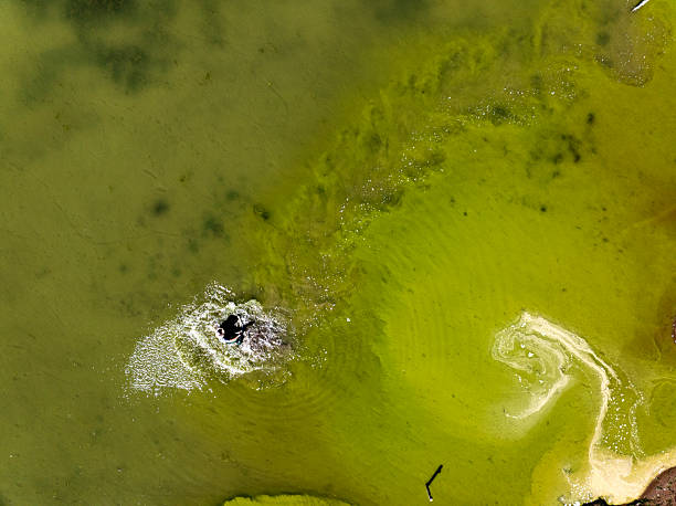 istock Dangers and droughts affecting lakes,Abstract photography, backgrounds for billboards, global climate-themed photographs. The magical beauty of colors. The colors and patterns of lakes and rivers. 2251964550