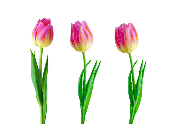 istock Pink tulip flower isolated on white background 2251965018