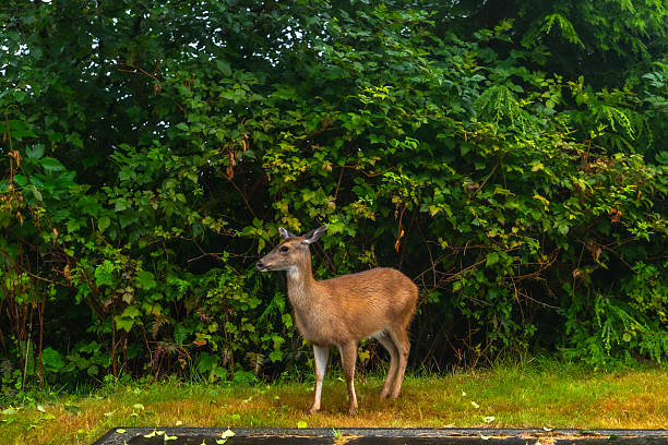 istock Young black-tailed deer exploring ucluelet's lush greenery on vancouver island 2251967755