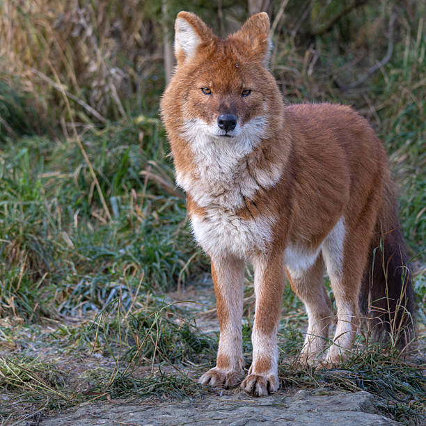istock Red Dog or an Asian Wild Dog 2251970619