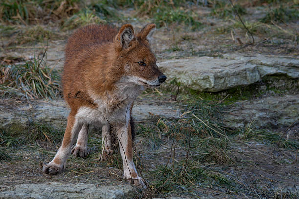 istock Red Dog or an Asian Wild Dog 2251970626