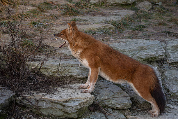Red Dog or an Asian Wild Dog