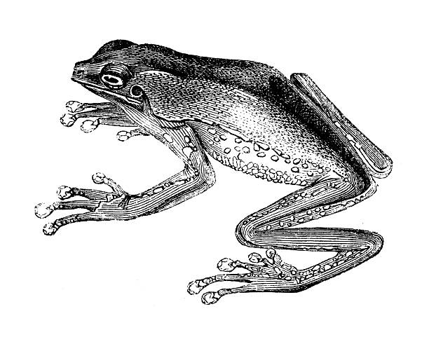 Antique zoology animal illustration: Bicoloured Tree Frog