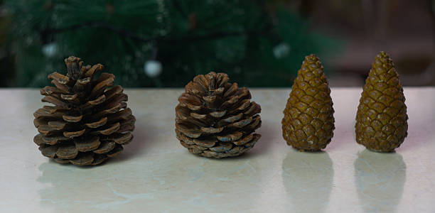 There are a row of fir nuts on the table.