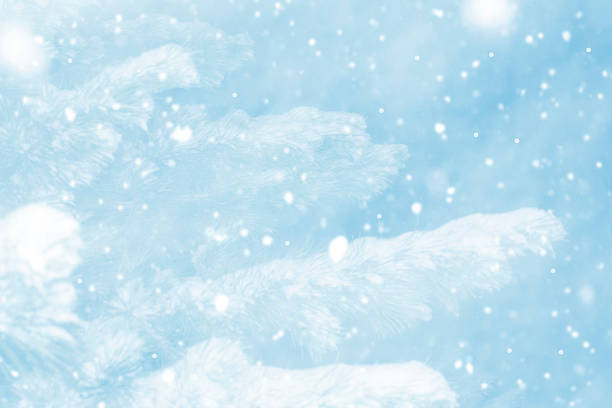 A soft, blurry Christmas winter background. A forest with pine branches covered in snow. Abstract