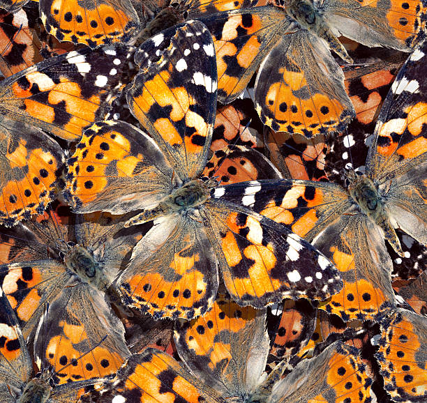 Natural orange abstract pattern. pattern of orange butterflies texture background. butterfly ornament painted lady