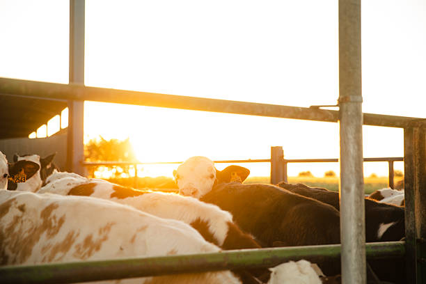 Group of calves standing behind a metal fence inside a barn, illuminated by warm sunset light in a rural livestock farm