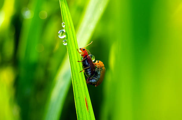 Mating Beetles on Dew-Kissed Grass Blade