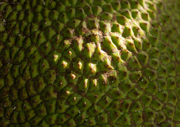 Ripe Cempedak also known as Jack fruits selling at a local market stall in Penang, Malaysia.