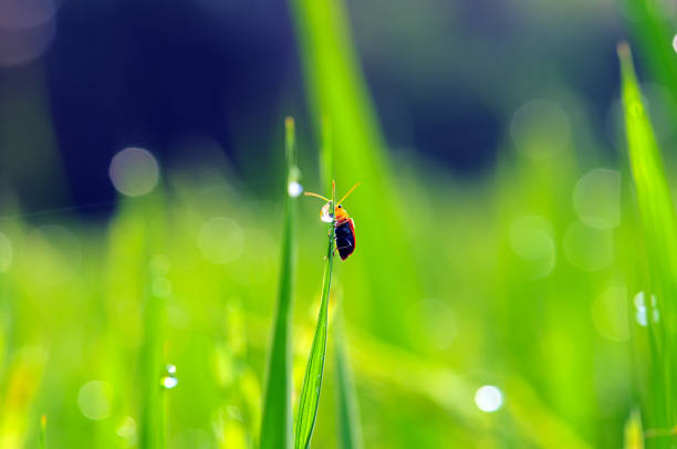 istock Tiny Beetle on a Dewy Blade of Grass 2251979956
