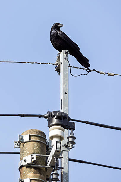 istock Black raven on electricity pole 2251980836
