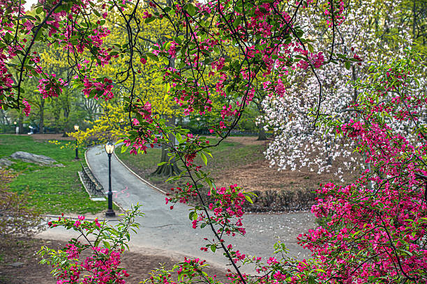 istock Central Park in spring, early morning 2251981975