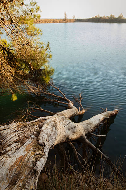 istock Calm Lake with Fallen Tree and Clear Wate 2251983551