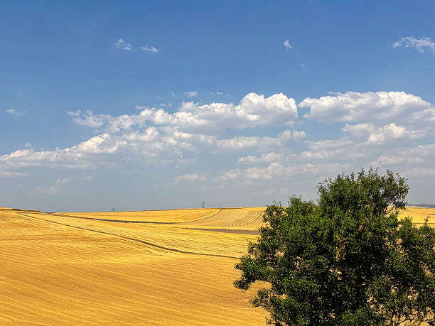 Healthy ripening wheat growing in a farm field under big blue summer skies with white fluffy clouds to the horizon.
