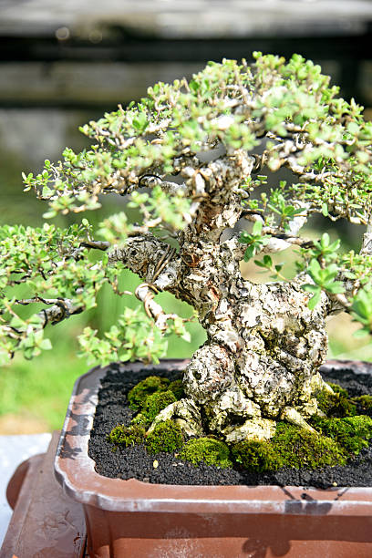 istock Bonsai tree in details and close up 2251984149